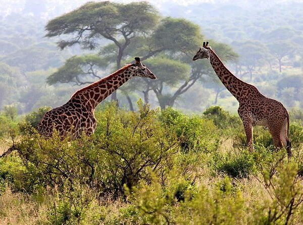 How Much Is A 5 Day Safari In Tanzania?