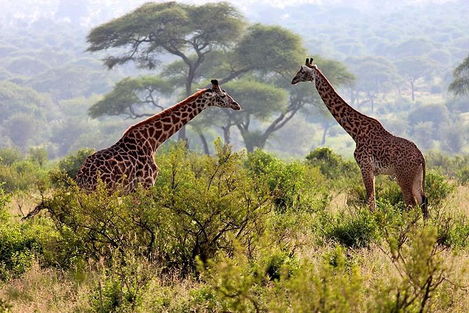 How Much Is A 5 Day Safari In Tanzania?