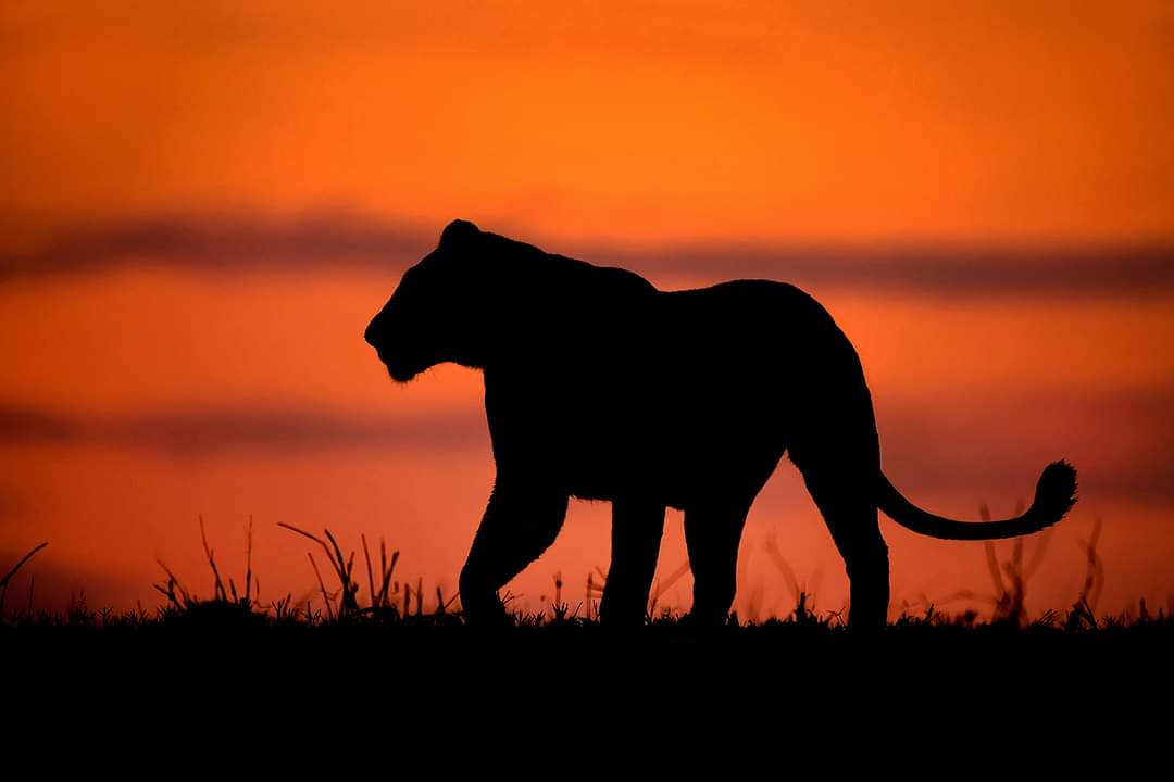 Weddings In Tanzania