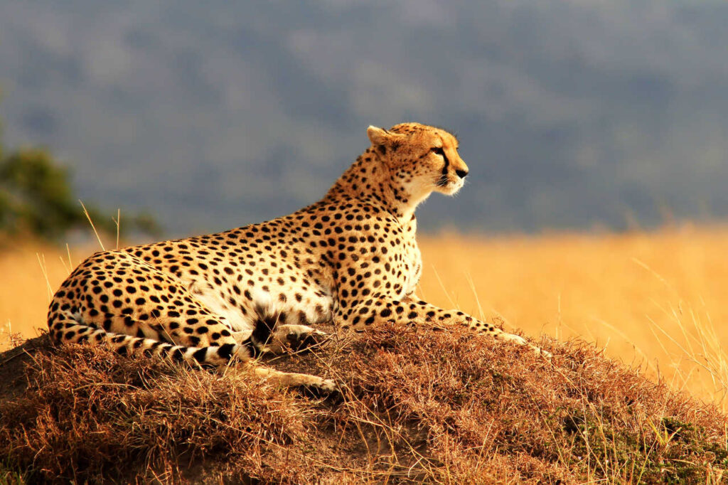 cheetah