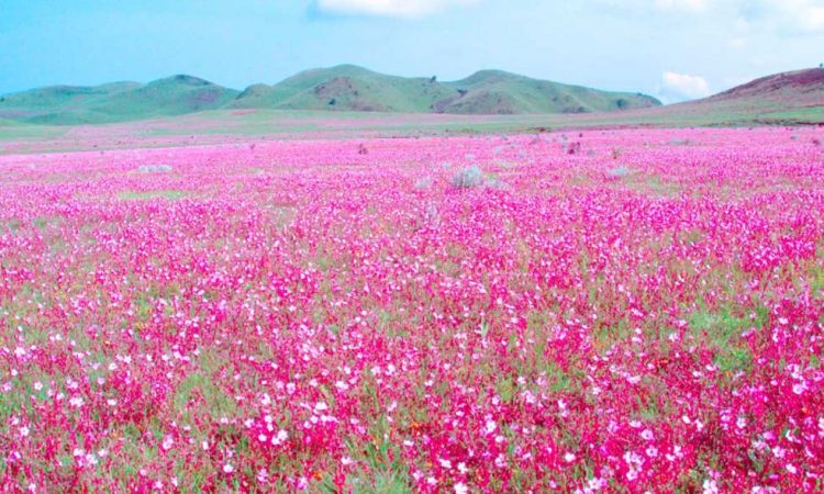kitulo-national-park-banner-3-750x450