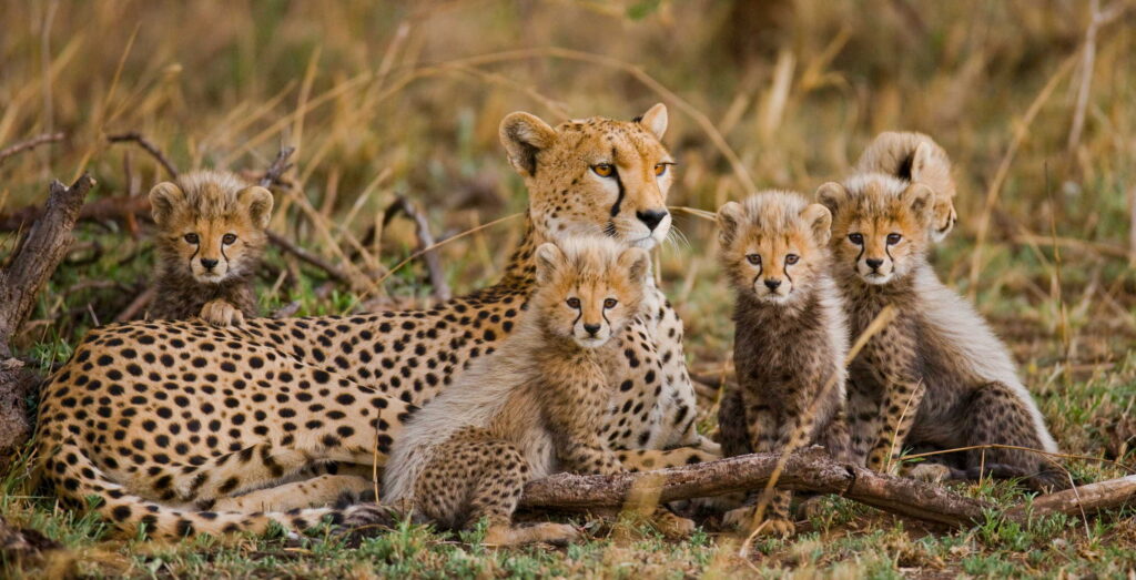 Affordable Safari In Tanzania