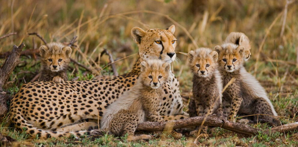 Affordable Safari In Tanzania