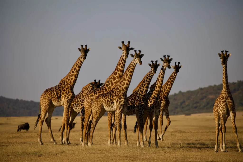 3 Days Tanzania Group Joining Safari