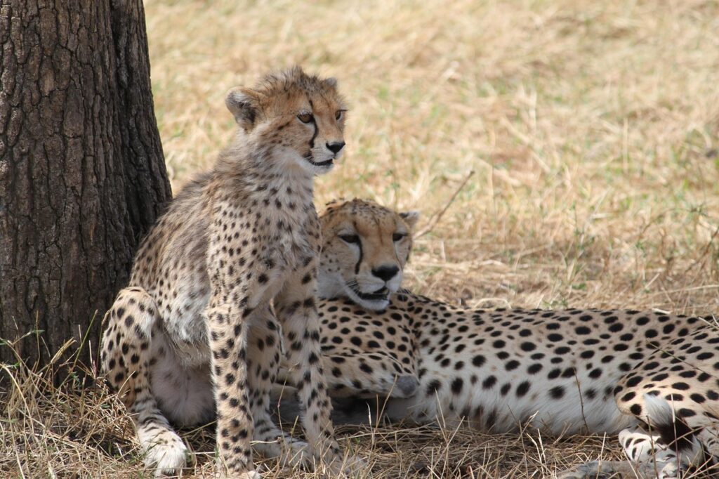 4 Days Tanzania Private Luxury Safari
