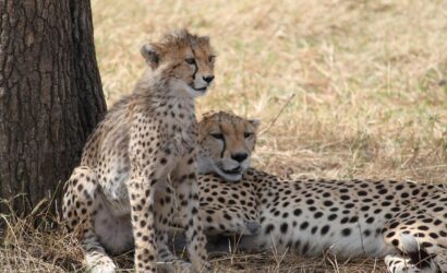 4 Days Tanzania Private Luxury Safari