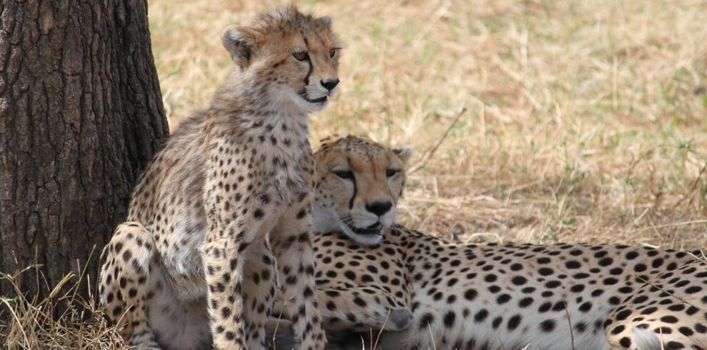 4 Days Tanzania Private Luxury Safari