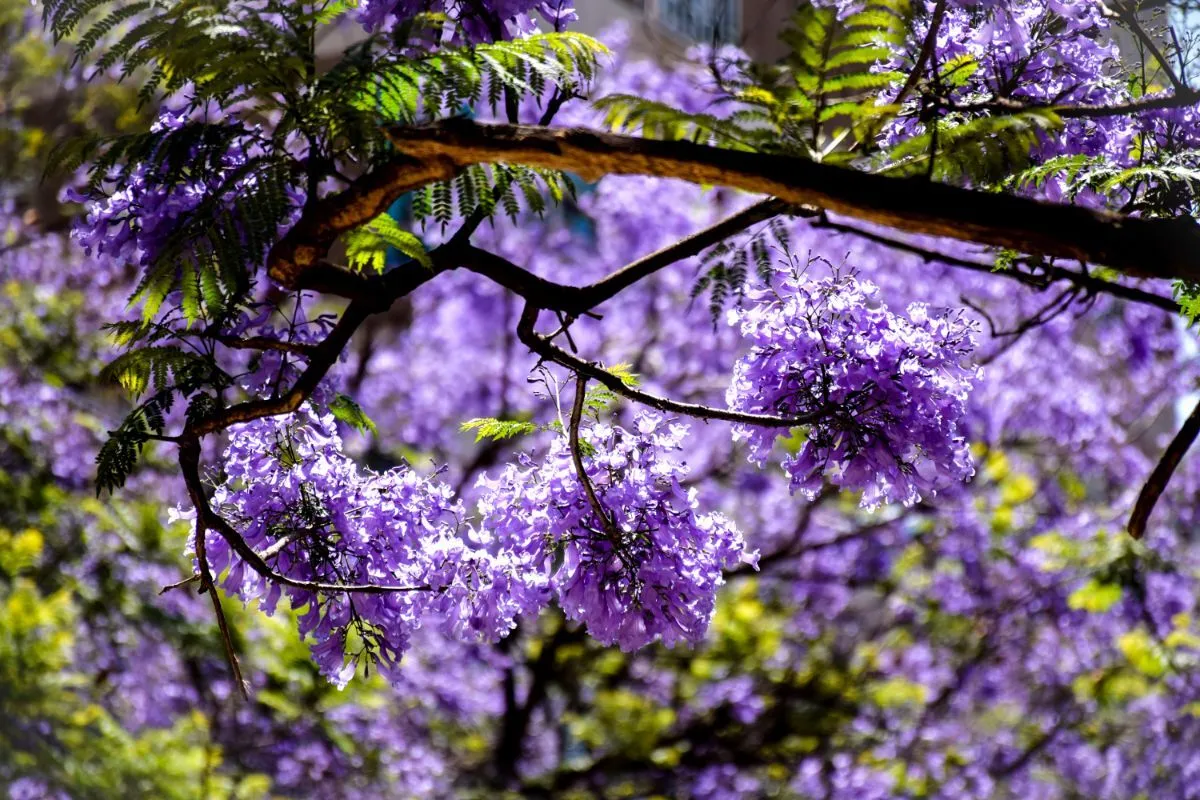 Jacaranda-Mimosifolia