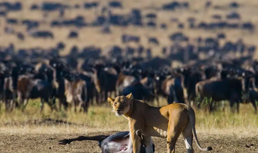 Tanzania Safari with Dutch Speaking Guide