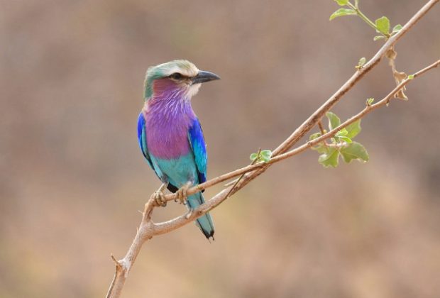 Tanzania-Birding-Safari-Packages
