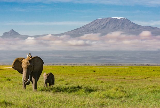 Elephants Walking With Kilimanjaro in the Background