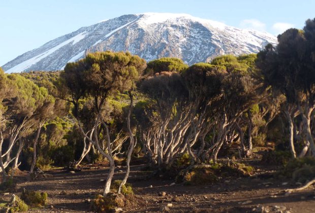 Kilimanjaro Mountain Climbing &Trekking