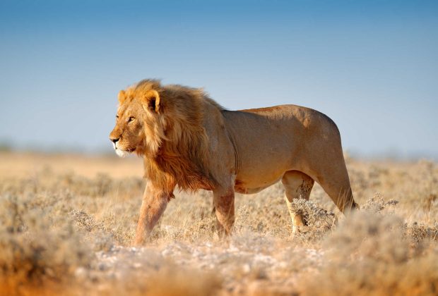 Tanzania Eco-Friendly Safaris
